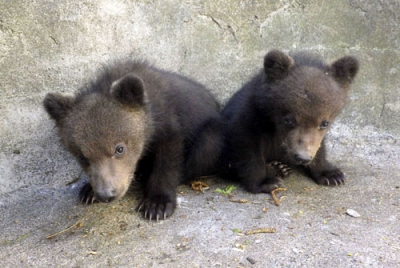 写真：のぼりべつクマ牧場で１月に生まれ、名前が決まったエゾヒグマの「アシリ」（左）と「ルイ」＝１８日