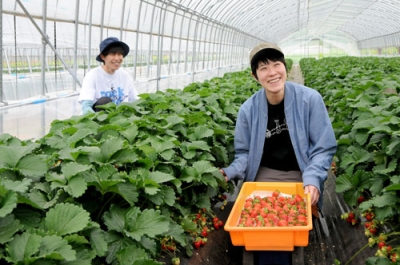 写真：真っ赤なイチゴを笑顔で摘み取る北浦さん夫妻