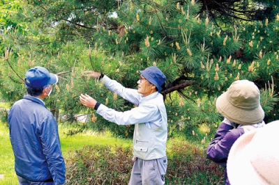 写真：クロマツの枝切り方法について説明する樹木医の小倉さん