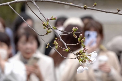 写真：開花した東京・靖国神社にある標本木のソメイヨシノ＝２４日午後