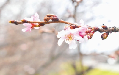 写真：かれんな花びらを広げ春の訪れを告げるサクラ＝伊達市北黄金町