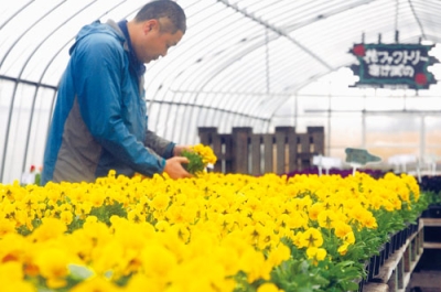 写真：色鮮やかな花苗が並ぶ花ファクトリーあけぼの