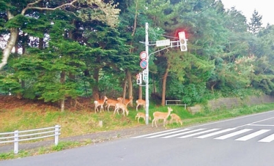 写真：エゾシカの出没が増加している室蘭市内＝高砂町