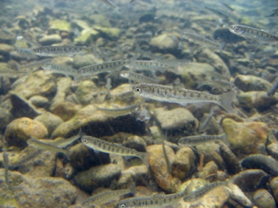 写真：サケの稚魚＝千歳市（サケのふるさと千歳水族館提供）