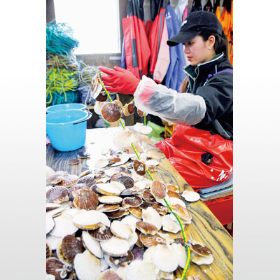 写真：黙々と進められる耳づりの養殖作業