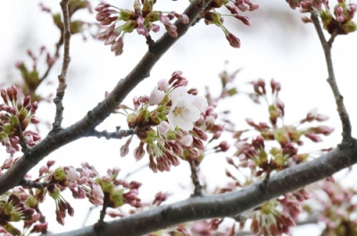 写真：札幌市の札幌管区気象台で開花したソメイヨシノ＝２３日午後