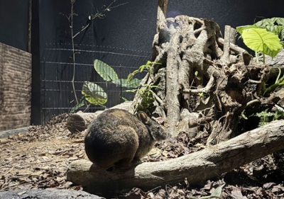 写真：アマミノクロウサギミュージアムＱｕｒｕＧｕｒｕの屋内飼育場。飼育展示されている「ケンタ」は野生化した猫に襲われ、けがをしたため保護された＝鹿児島県大和村（同村提供）