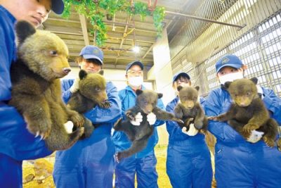 写真：登別生まれの個性豊かな５頭の子グマ