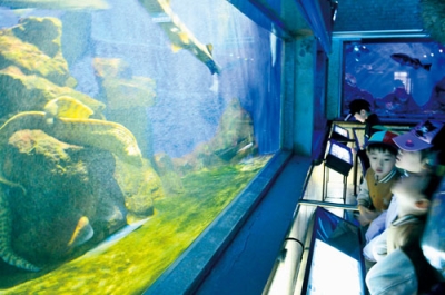 写真：水槽の中で泳ぐ海の生き物を眺める園児ら