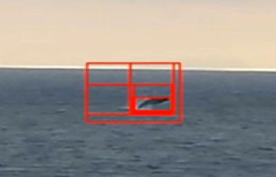 写真：実証実験でＡＩが検知したクジラ（枠内）＝伊豆諸島の八丈島沖（富士通提供）
