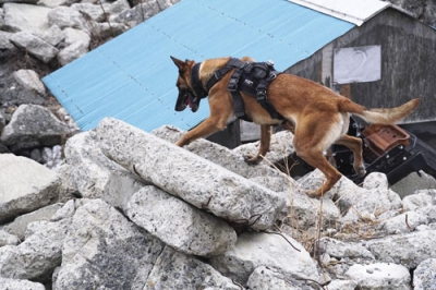 写真：捜索訓練でがれきの山を駆け上がる警備犬「ジャスミン」＝３月、埼玉県の航空自衛隊入間基地