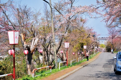 写真：花を咲かせる母恋富士下サクラ並木＝１日