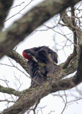 写真：秋田県北部の森吉山で撮影されたクマゲラ＝２０２１年５月（本州産クマゲラ研究会提供）