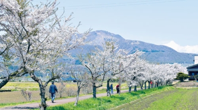 写真：満開を迎えたサイクリングロードの桜並木