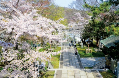 写真：室蘭市内の桜は見頃で、市民らを楽しませている＝６日、室蘭八幡宮
