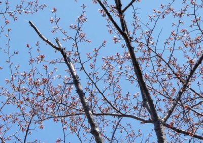 写真：網走市で開花したエゾヤマザクラ＝８日午前（網走地方気象台提供）