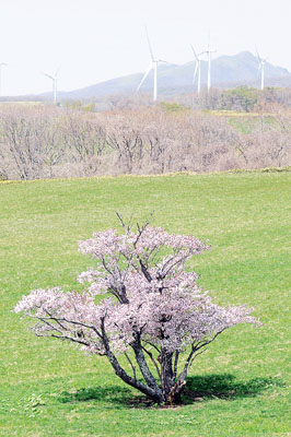 写真：満開となった一本桜＝室蘭市崎守町、９日