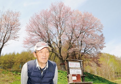 写真：見頃を迎えた菊子桜の前で母・菊子さんを懐かしむ橋本さん