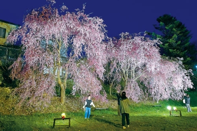 写真：ライトアップされ幻想的な雰囲気のシダレザクラ＝１２日夜、柏木公園