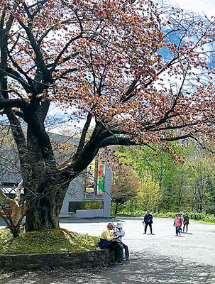 写真：散策しながら桜を楽しむ参加者たち（提供写真）