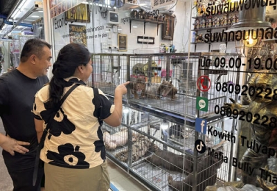 写真：タイ・バンコク中心部のペットショップで犬を選ぶ客＝５月（共同）
