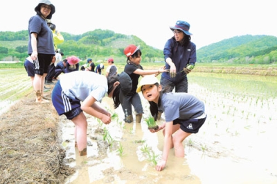 写真：田植えを体験する礼文華小児童