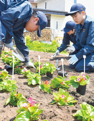 写真：国道沿いを鮮やかな花で彩る壮瞥高生