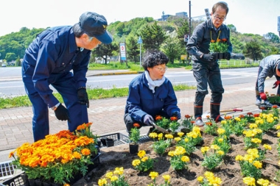 写真：色とりどりのマリーゴールドを植え込む参加者たち