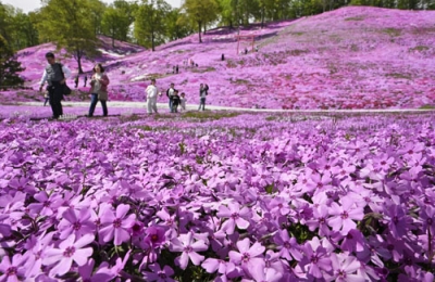 写真：見頃を迎えた「東藻琴芝桜公園」のシバザクラ＝２３日午後、大空町