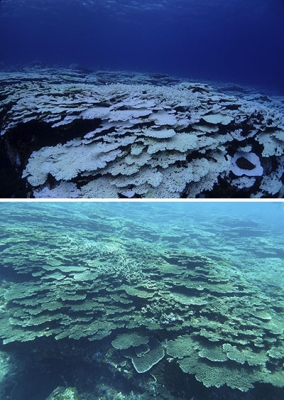 写真：２０２４年９月、三宅島の富賀浜で白化したサンゴ（三宅島自然ふれあいセンター・アカコッコ館内藤明紀さん撮影）。下は２０２２年７月の富賀浜（コーラル・ネットワーク土川仁さん撮影）