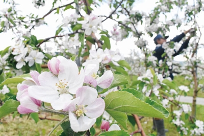 写真：見頃を迎えた壮瞥町の特産リンゴの花