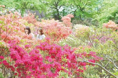写真：つつじ祭り始まった本輪西八幡神社。白や桃色のツツジが咲き誇る中を散策する来場者