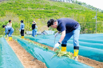 写真：サツマイモの苗を定植する北海道電力室蘭支社の社員＝２９日、伊達市大滝区