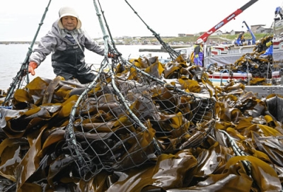 写真：北方領土の貝殻島周辺でコンブ漁が始まり、水揚げされたコンブ＝３日午前、根室市