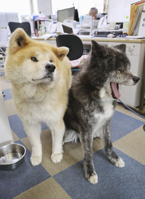 写真：「秋田犬会館」の秋田犬＝５月、秋田県大館市