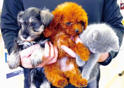 写真：ペットショップ松浦で人気の子犬と子猫