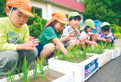 写真：「大きくなれ」と願いを込めて田植えをするピノキオ幼稚園の園児たち