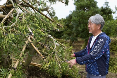 写真：「くじき」と呼ばれる伝統技法を用いられたイヌマキについて説明する千葉県匝瑳市植木組合の林淳一組合長＝５月、千葉県匝瑳市