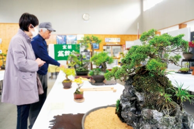 写真：丹精した盆栽が並ぶ室蘭盆栽会の展示会
