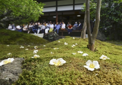 写真：京都市右京区の東林院で見頃を迎えた「沙羅双樹の花」＝９日午前