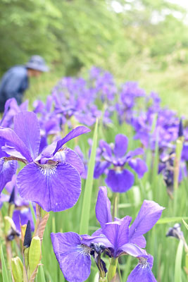 写真：公園内で見頃を迎えたアヤメ