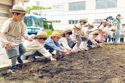 写真：交通安全を願い、ヒマワリの種を植える園児たち