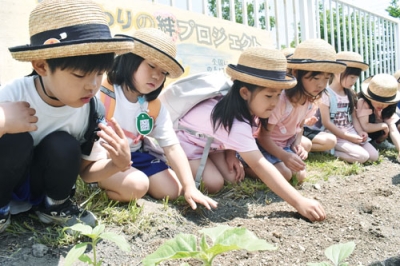 写真：「大きくなーれ」。ヒマワリの種に土をかぶせる園児たち
