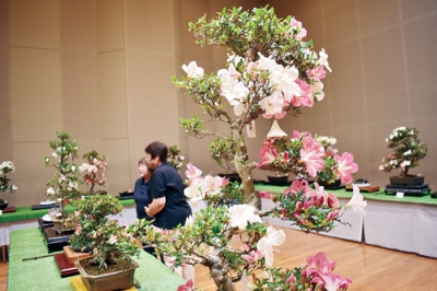 写真：見頃を迎えた青山会長のサツキ盆栽