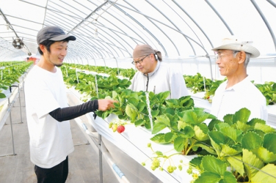 写真：イチゴのデータ収集、蓄積を進める小笠原さん（左）、藤田さん（中央）と金田さん