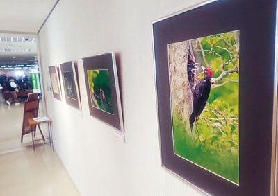 写真：村上さんが撮影した野鳥の写真を展示するせいてつギャラリー