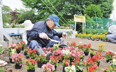 写真：打ち上げ花火をイメージして花苗を植える柏木町会の会員