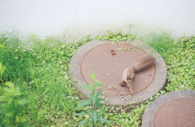 写真：市役所の中庭に姿を現したエゾリス＝室蘭市提供