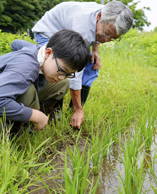 写真：田んぼの様子を確かめる阿部衣吹さん（手前）と山岸敏一さん＝６月１５日、宮城県松島町