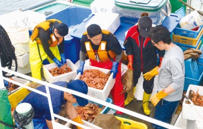 写真：絵鞆漁港に毛ガニを初水揚げする漁業者＝２１日午前８時半ごろ